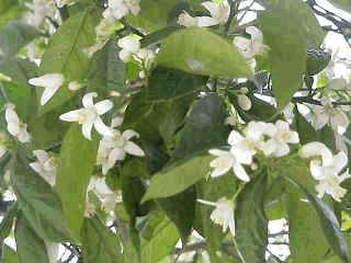 ENTREGA DE BOLETINES